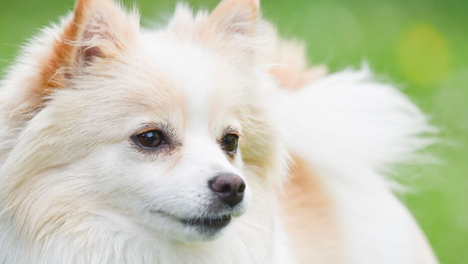 Japanese Spitz Gestation Period Captions Energy